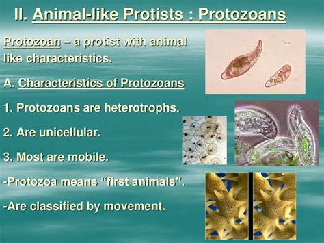 how are protozoa similar to animals brainly